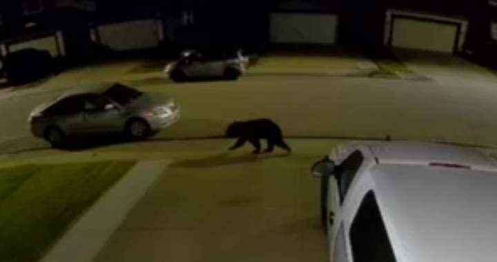 Black bear spotted roaming residential neighbourhoods in northwest Edmonton
