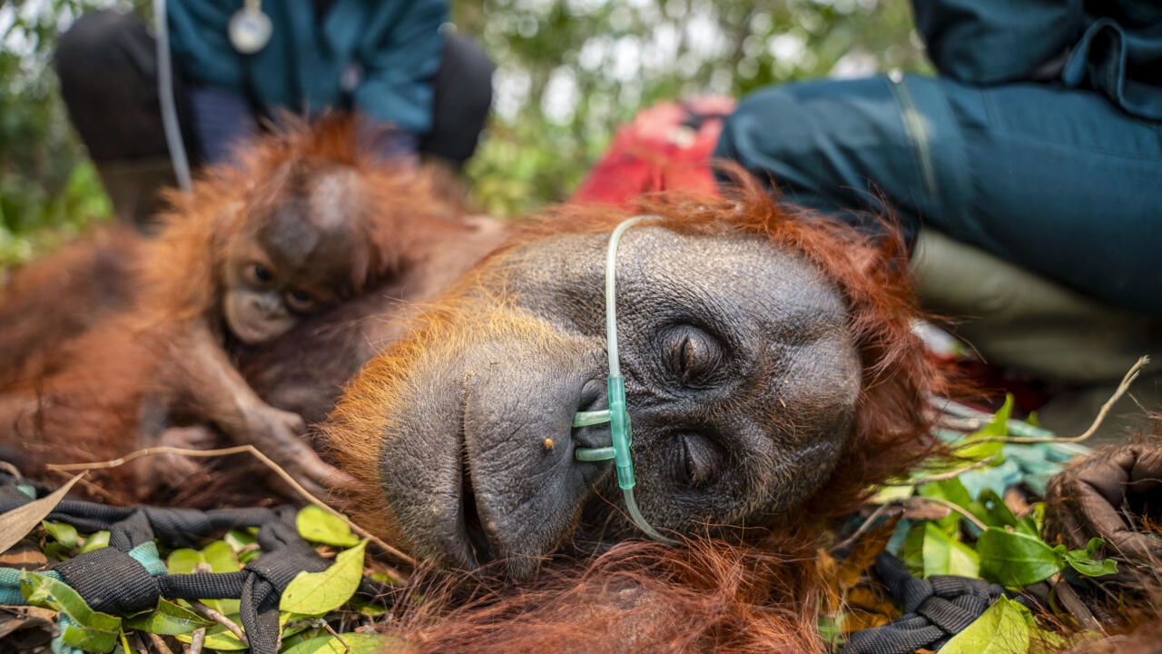 Endangered orangutans rescued from Indonesian wildfires as haze spreads