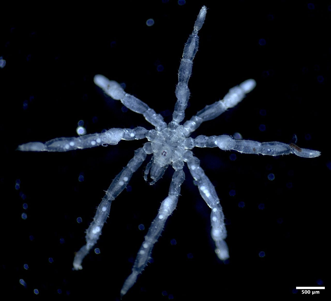 Hairy-legged sea spiders discovered in B.C. waters are first new species documented in Salish Sea in a century