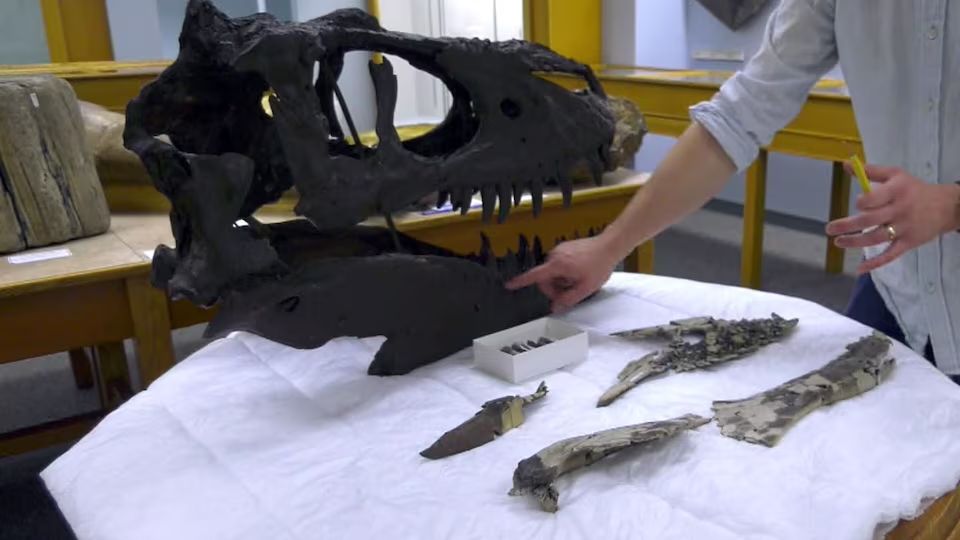 Raptor may have scavenged on tyrannosaur in Alberta, researchers say