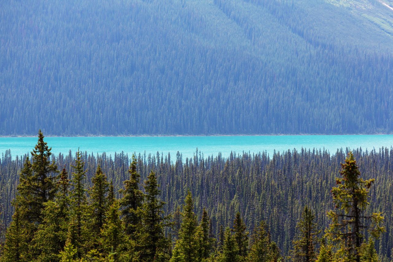 Research on Chinese dyeing industry offers lessons for Canada's carbon pricing