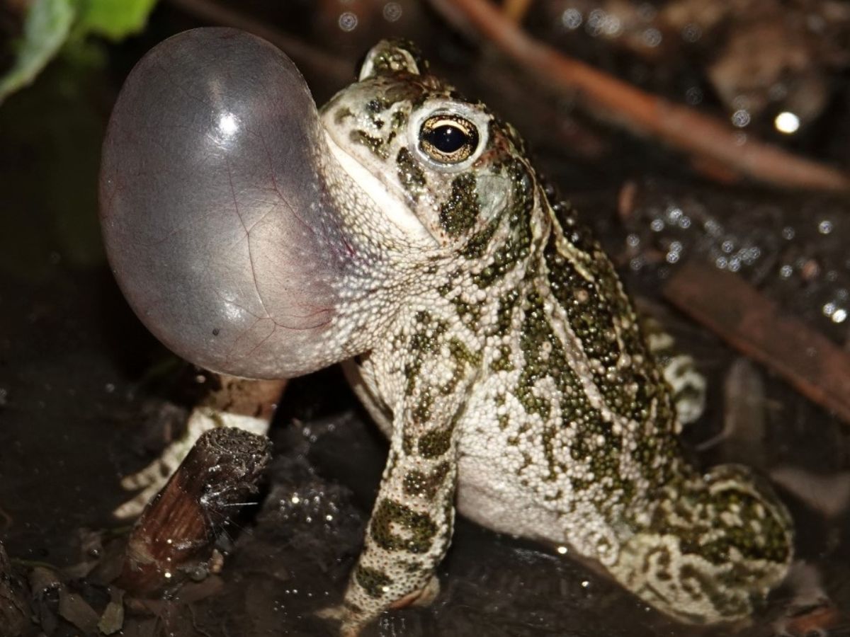 Researchers hunt for deadly amphibian fungus in Manitoba wetlands