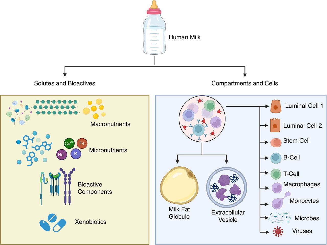 Seven molecules in human milk linked to infant growth and maternal nutrition