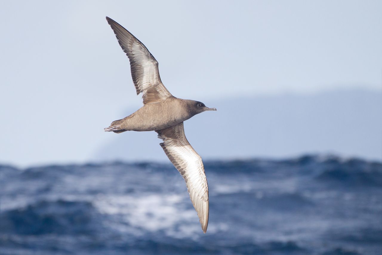 Shearwaters experience jet lag, ancient Alaskan site yields artifacts
