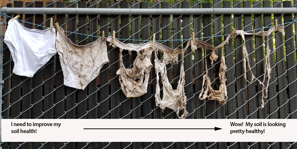 Soil health test with buried underwear spurs Ontario farmer to change practices