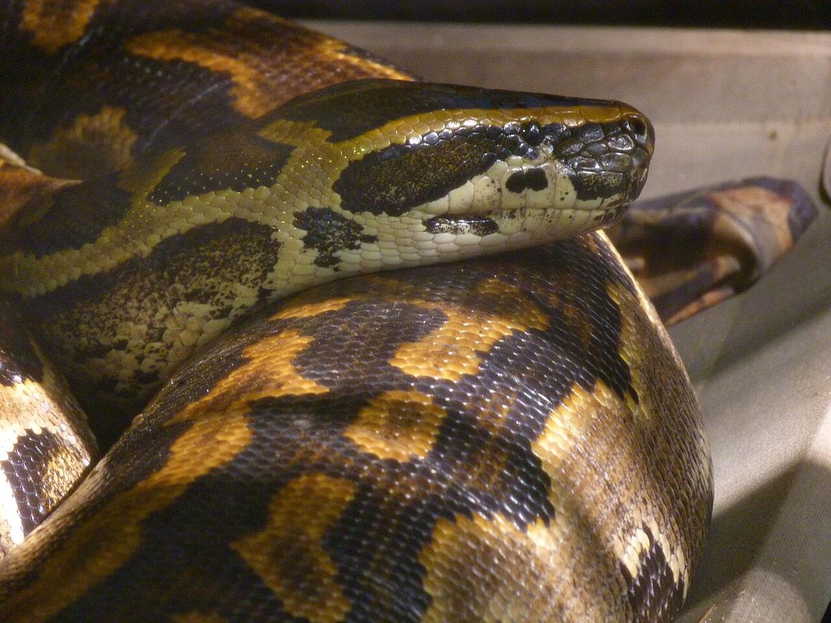 african rock python