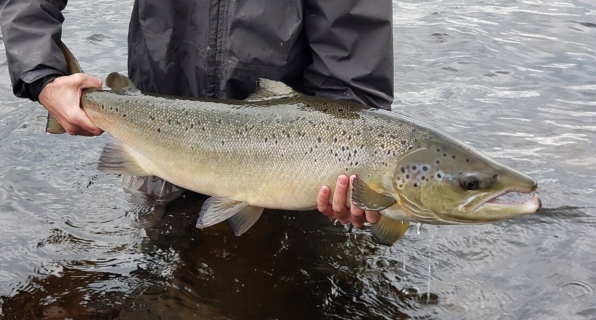 Atlantic salmon