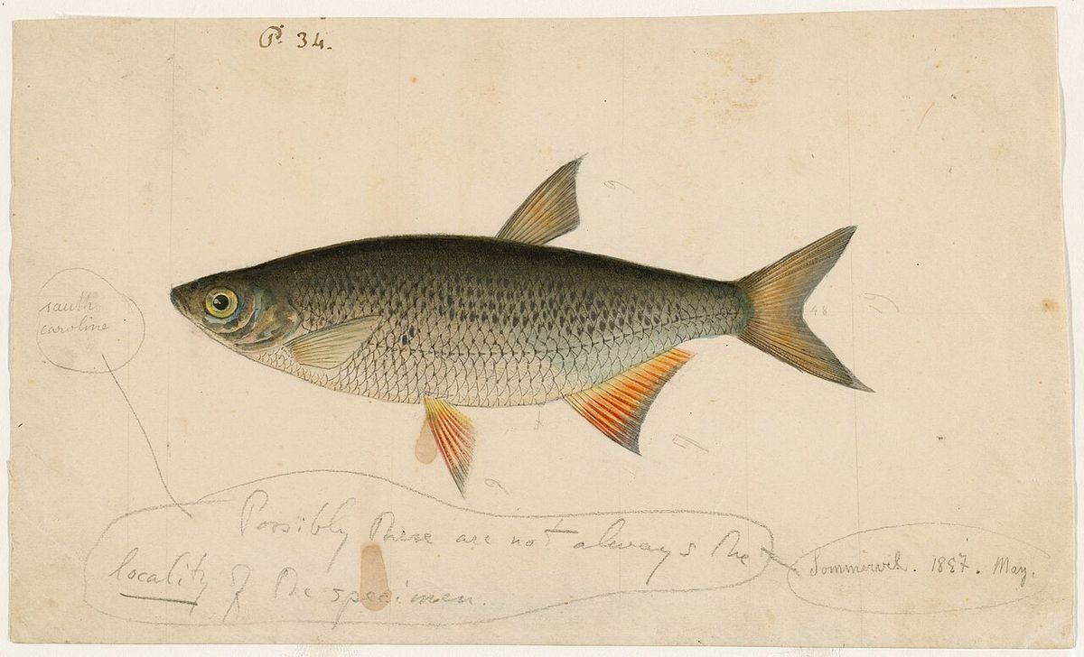 Taxonomic Classification: Animalia--Notemigonus chrysoleucas. Common Name: Golden shiner