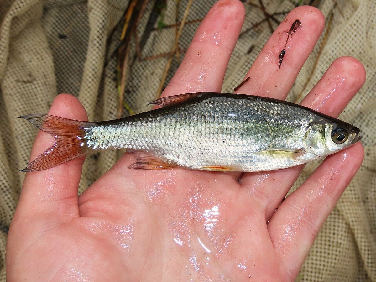 Golden Shiner (Notemigonus crysoleucas) in the United States