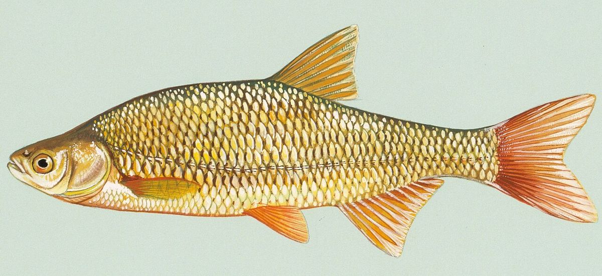 Golden shiner