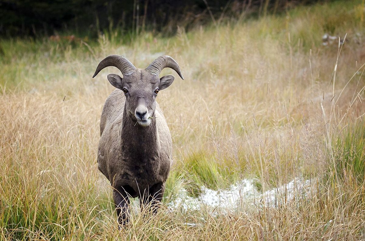 Bighorn Sheep in autumn Kananaskis country, Alberta, Canada