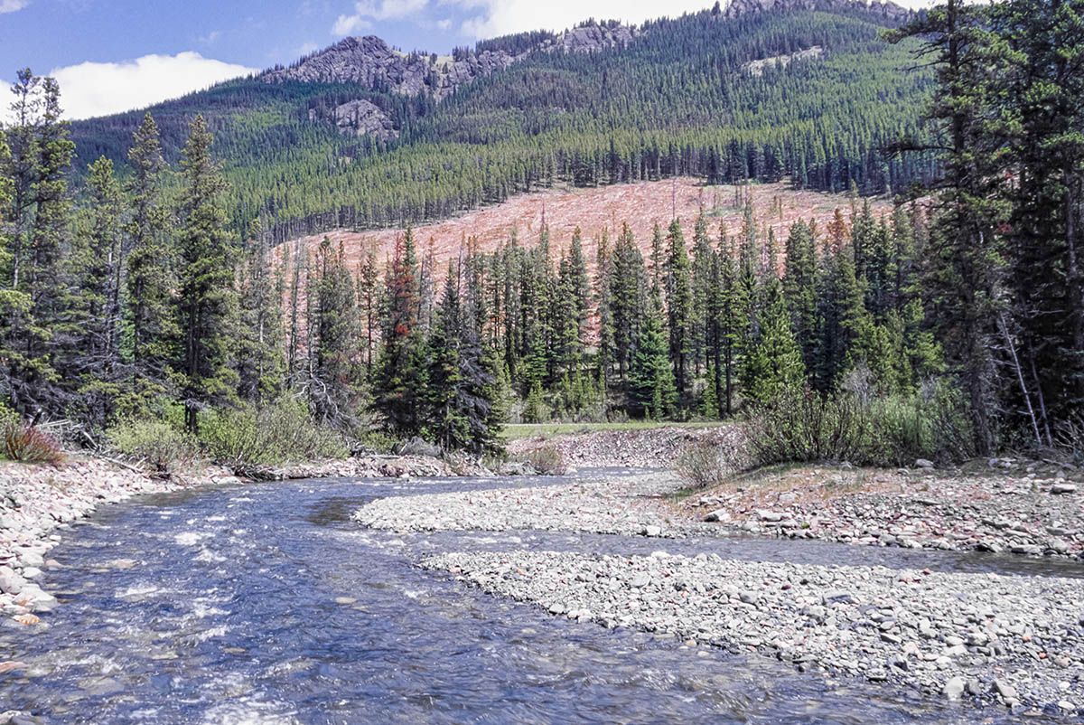 Clearcut logging area in en:Kananaskis Country Alberta, Canada. Stream is Wilkinson Creek.