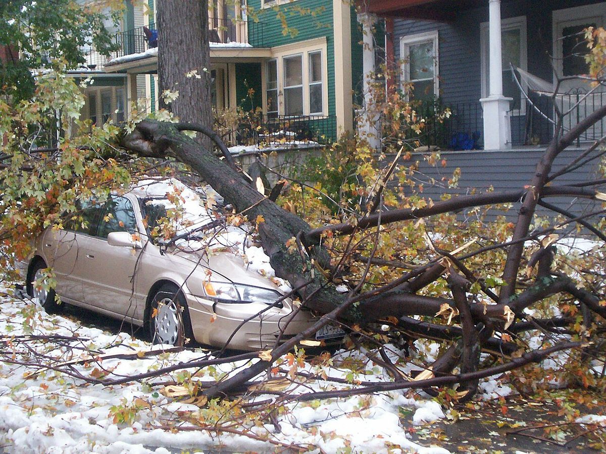 Image: A car is crushed by a tree limb on Potomac off ELmwood Avenue in Buffalo, New York during the "Friday the 13" snow storm. October 14,