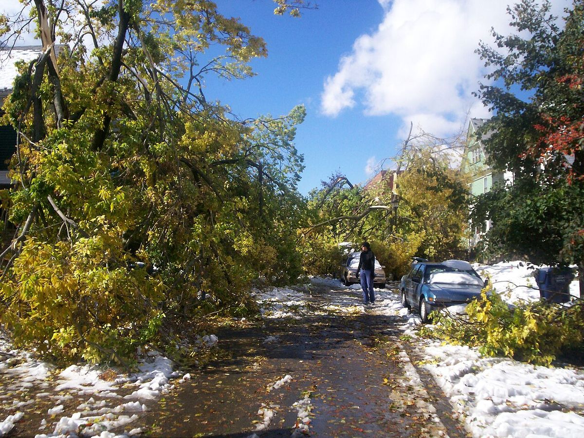Image: Looking westward on Bird Avenue in Buffalo, New York just off Elmwood Avenue, the street is completely blocked by trees from the "Fri