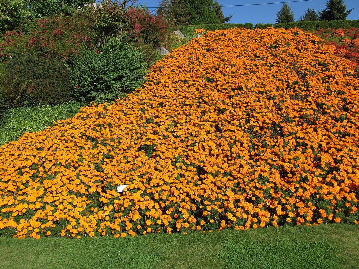 Flowers at Peace Arch Park