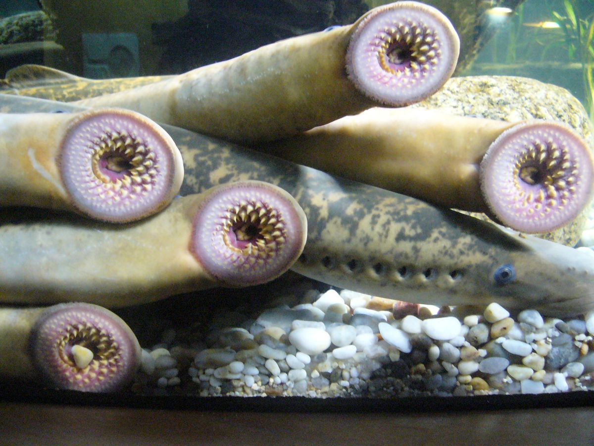 Sea lamprey
