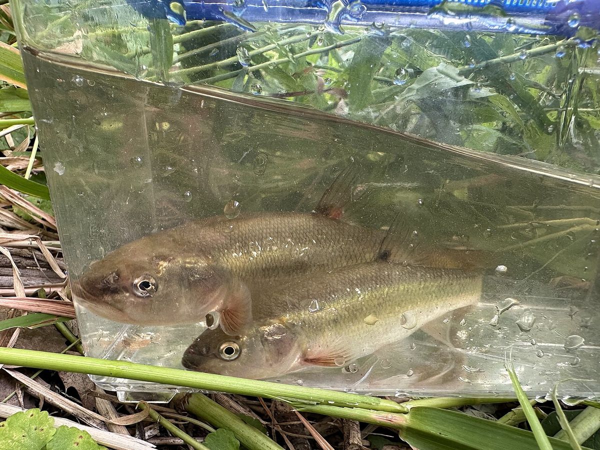 A pair of creek chubs that was caught on a hook and line in a small stream then released. Barrington Illinois area, July 23 2026.