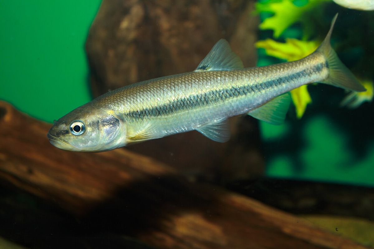 Semotilus atromaculatus