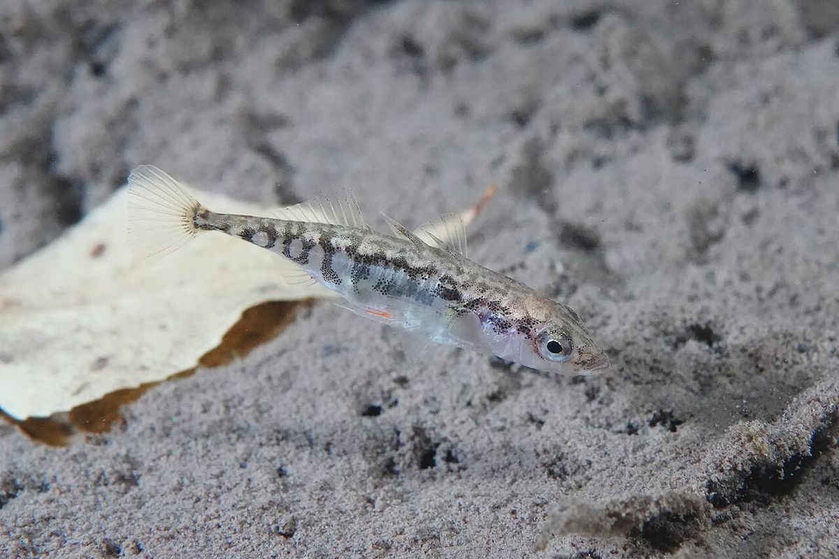 Three-spined stickleback