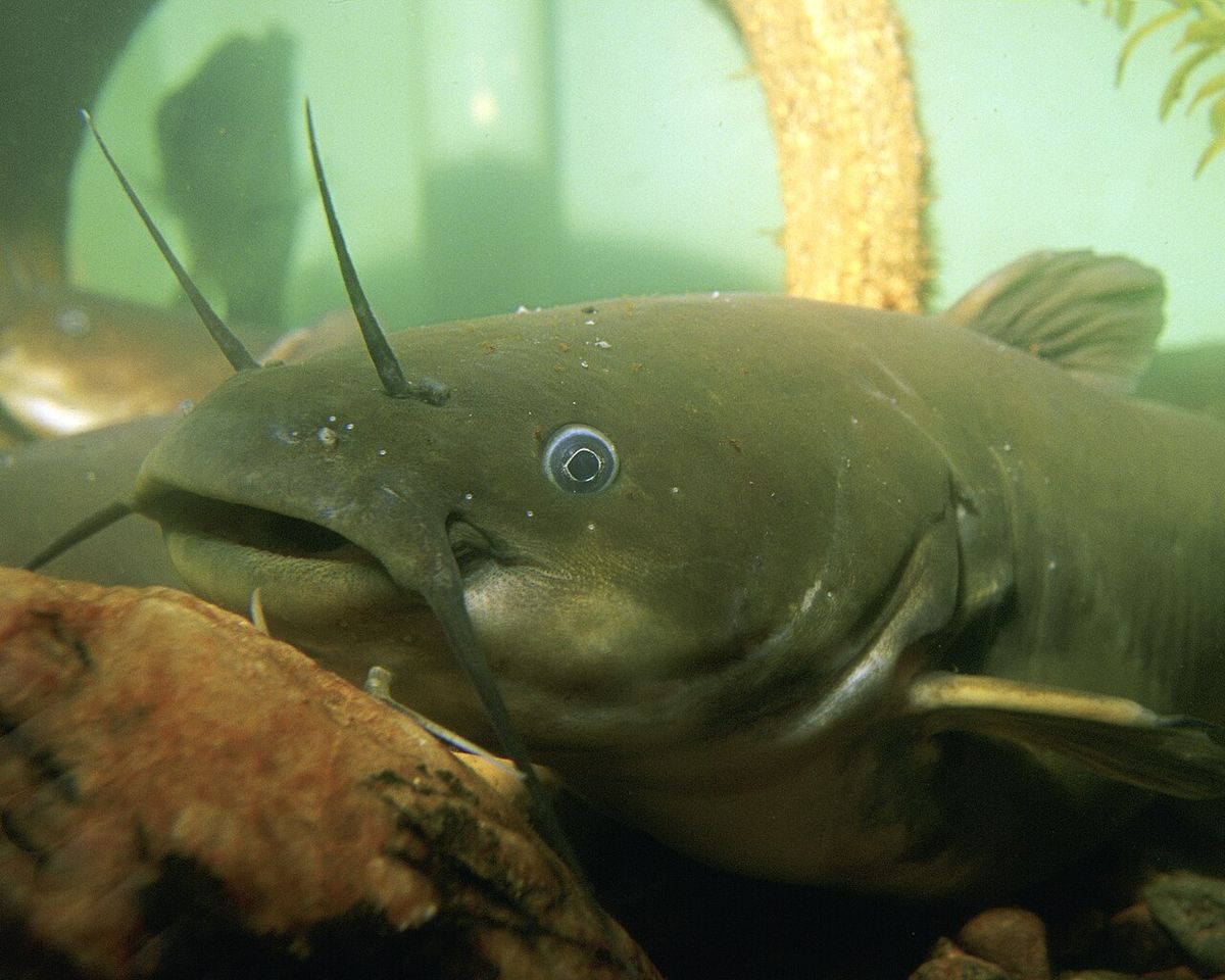 Yellow Bullhead (Ameiurus natalis)