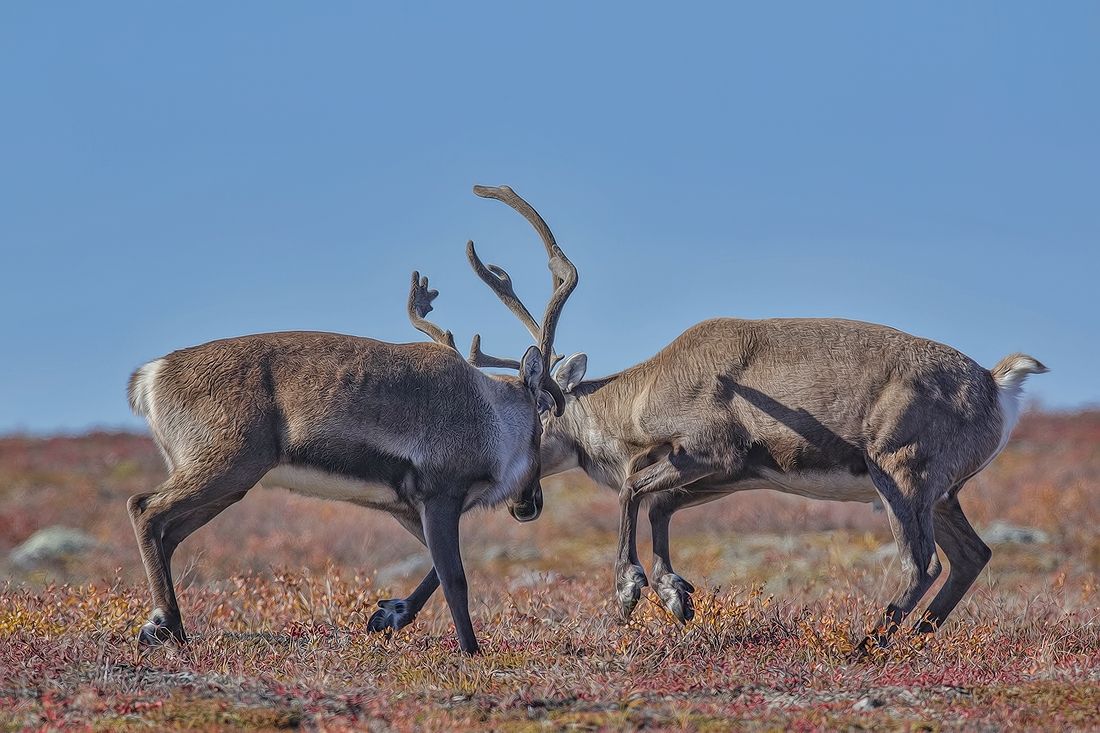 Barren Land Caribou, North Arm Ennadai Lake, Near Kazan River, Nunavut
