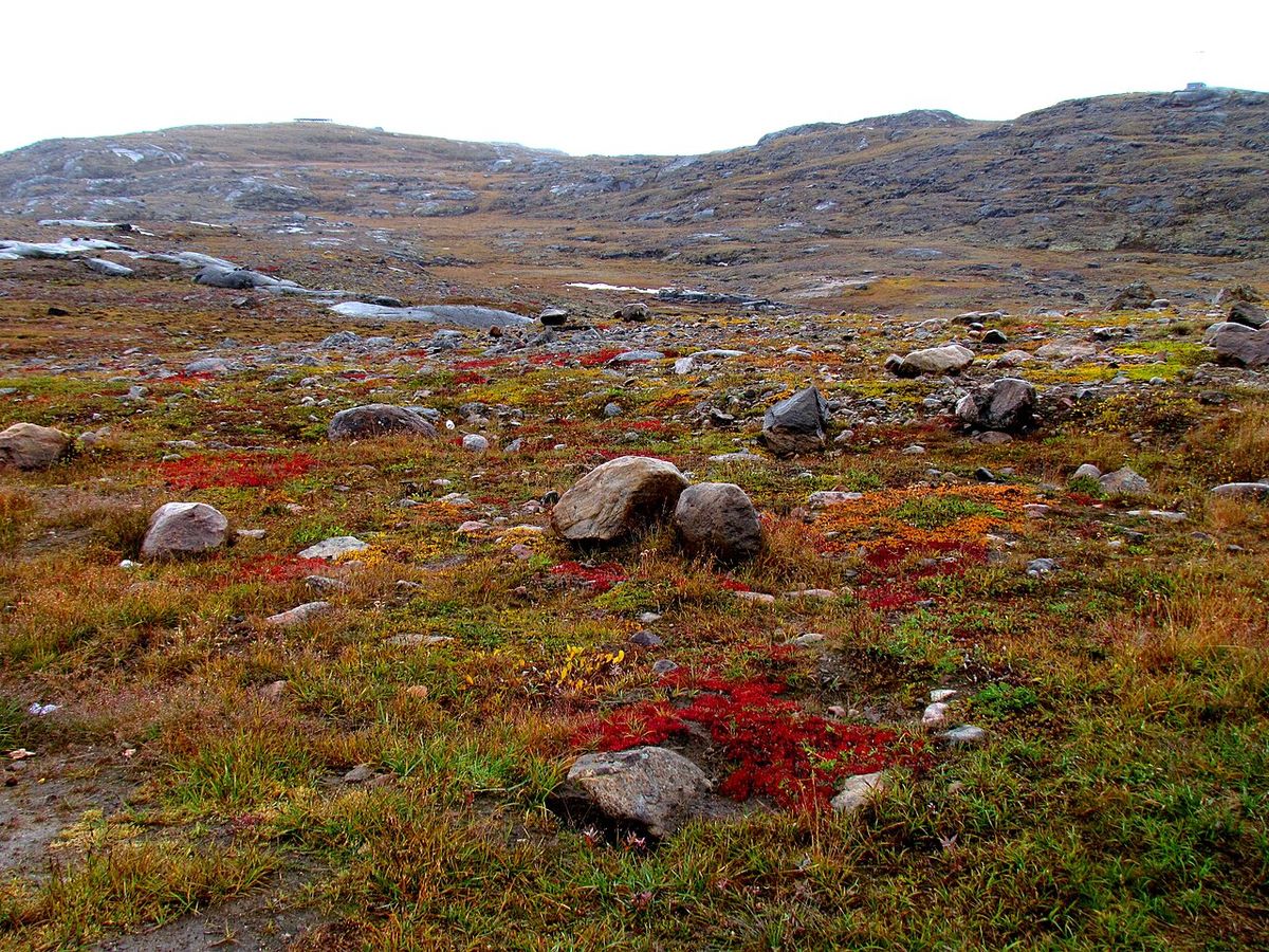 Canadian Arctic tundra