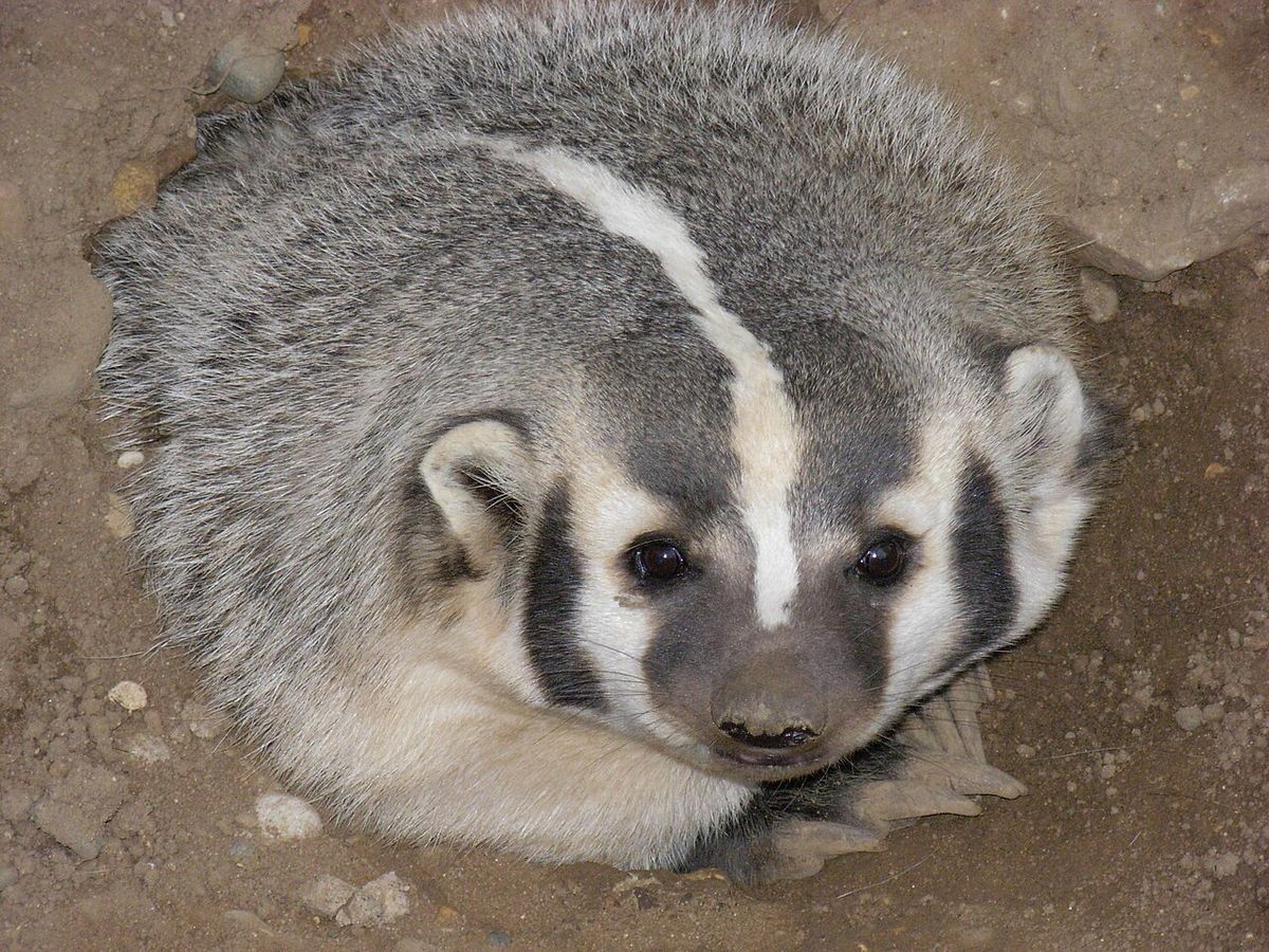 A female American Badger about four years old at the Oxbow Zollman Zoo in Olmsted County, Minnesota