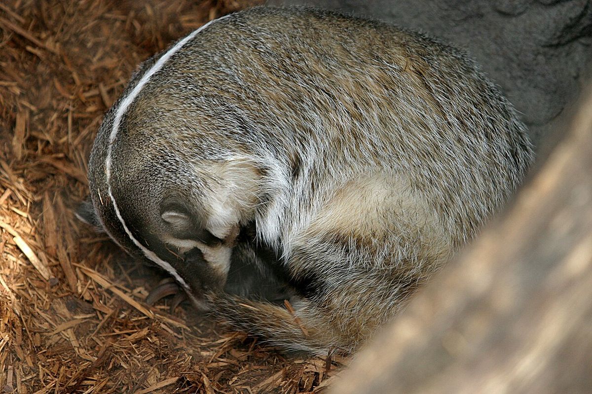American Badger sleeping at the Henry Doorly Zoo in Omaha, Nebraska.