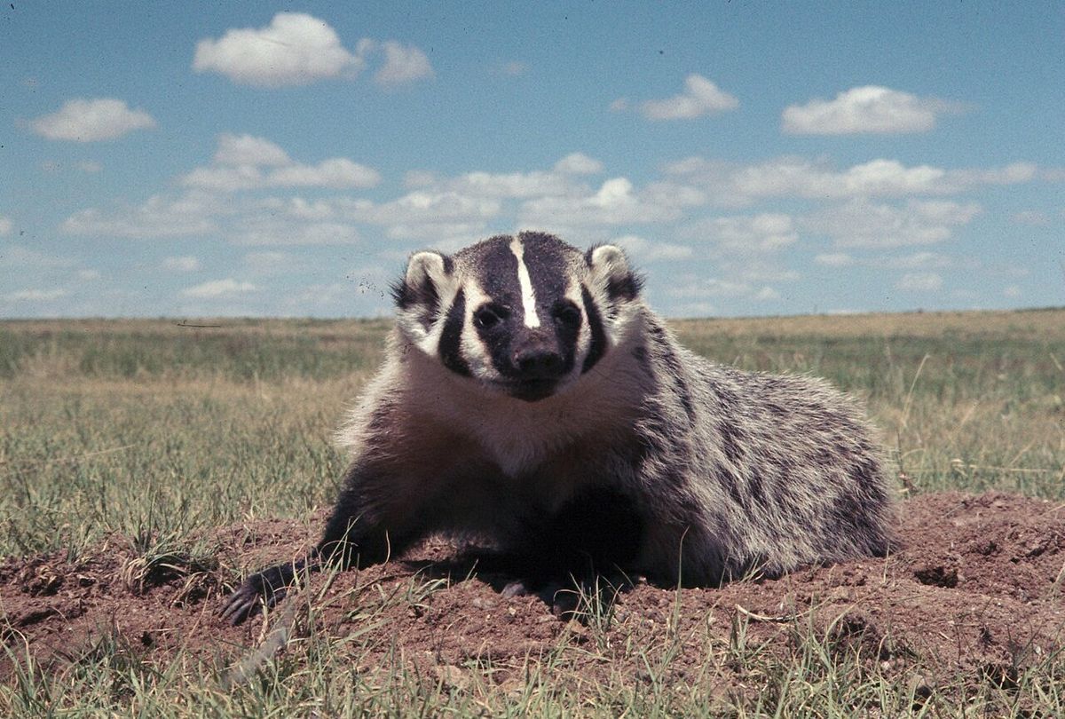 35 mm slide; color. Scientific Classification: Kingdom: Animalia; Phylum: Chordata; Class: Mammalia; Order: Carnivora; Family: Mustelidae; G