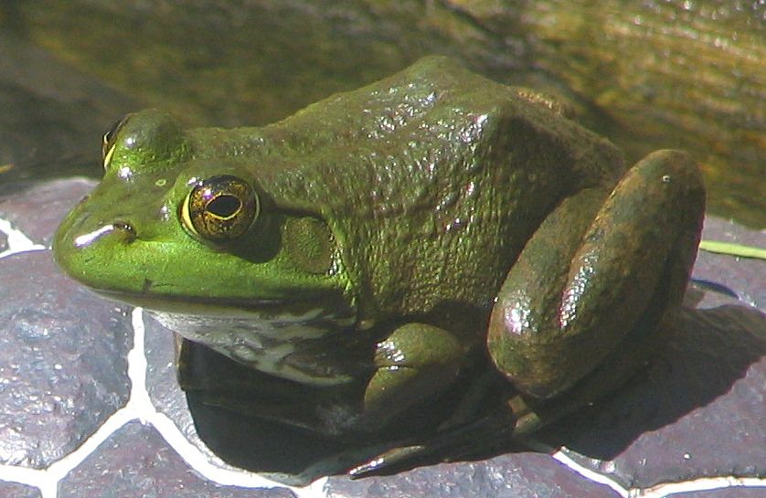 Photograph of the front side of the American Bullfrogen (Rana catesbeiana en ), female specimen (relative small tympanic membrane). Camera a
