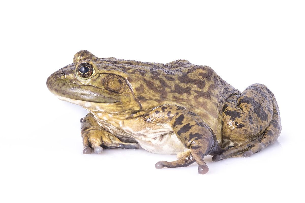 Female bullfrog (Lithobates catesbeianus) photographed at Gavins Point National Fish Hatchery in Yankton, South Dakota. Photo: Sam Stukel/US