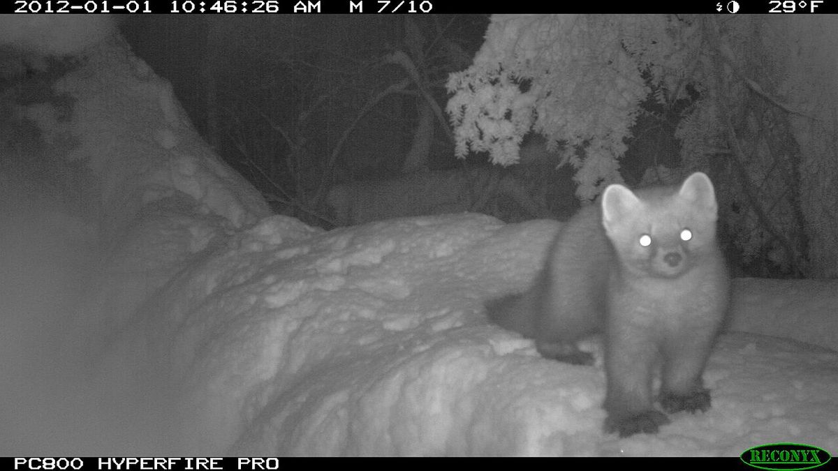 Marten stands in front of my trail camera in Sitka, AK