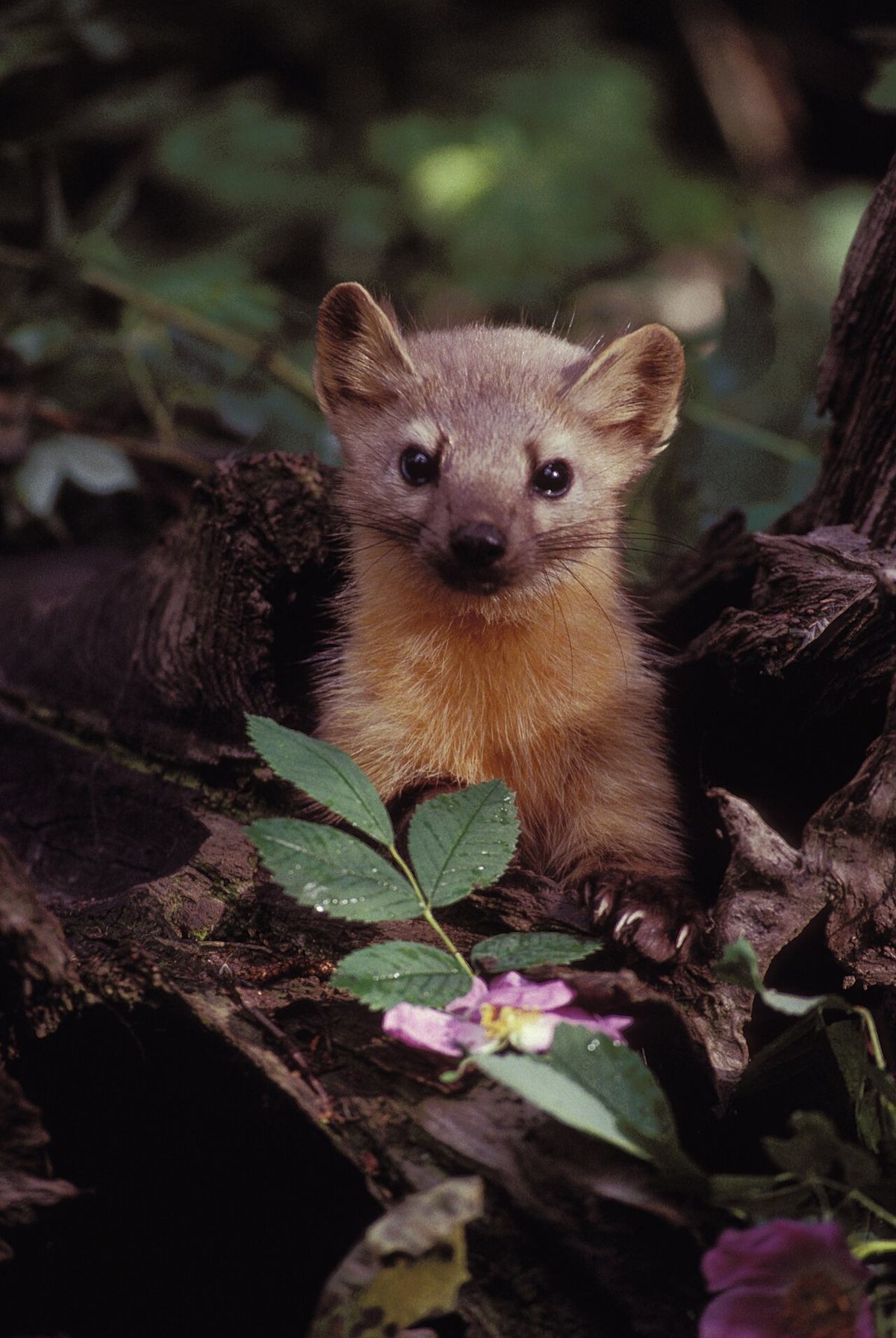 Martes martes (according to original description page) or Martes americana (according to w:American Marten), front view with flowers.