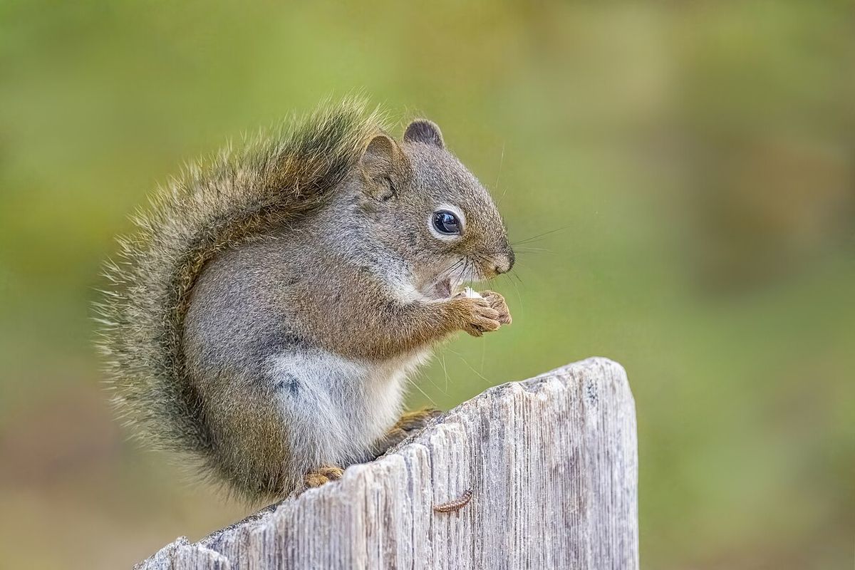 Richardson's red squirrel (Tamiasciurus hudsonicus richardsoni), Moraine Lake, AB, Canada