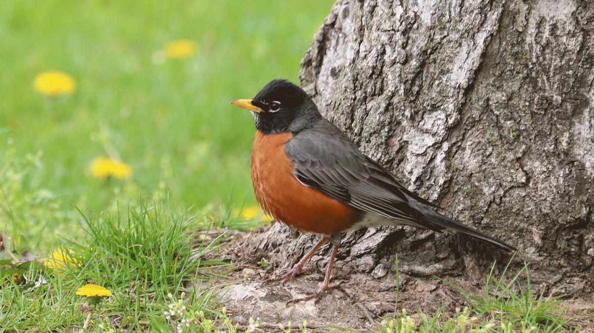 A fluffed up American Robin in April 2022, Queens, New York