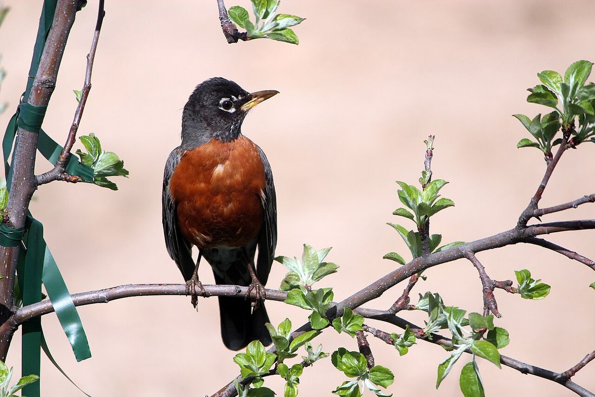 American robin (Turdus migratorius) perched on an apple tree in spring.