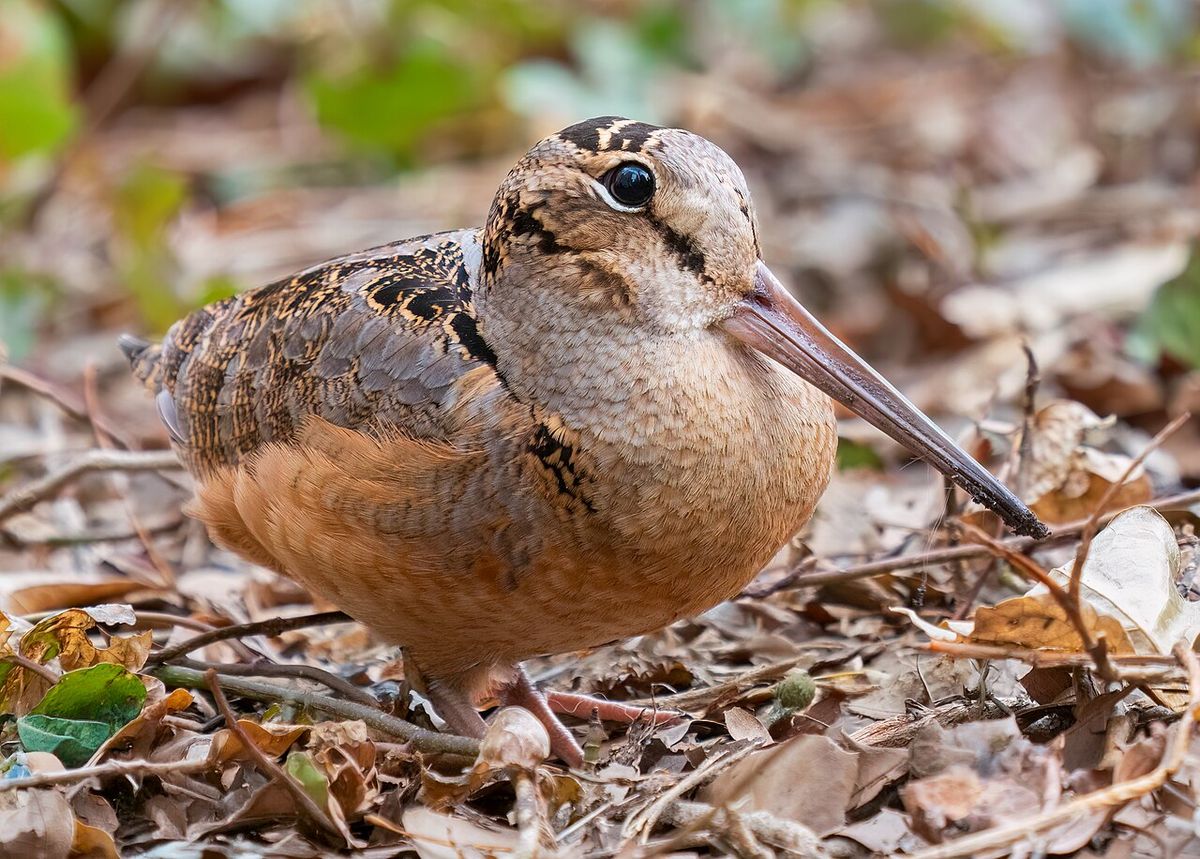 American woodcock in Bryant Park
