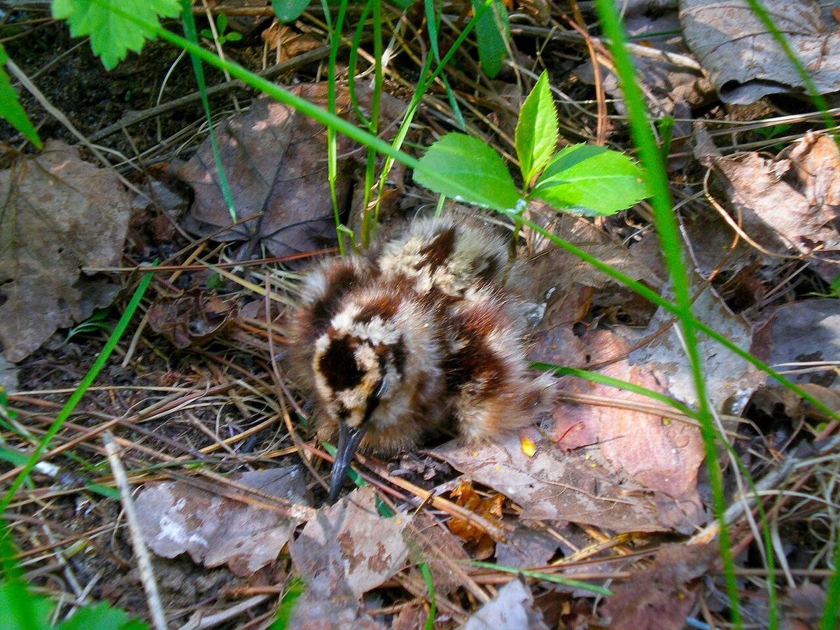 American Woodcock Scolopax minor chick. Taken at Fort Custer Recreation Area (Michigan, USA).