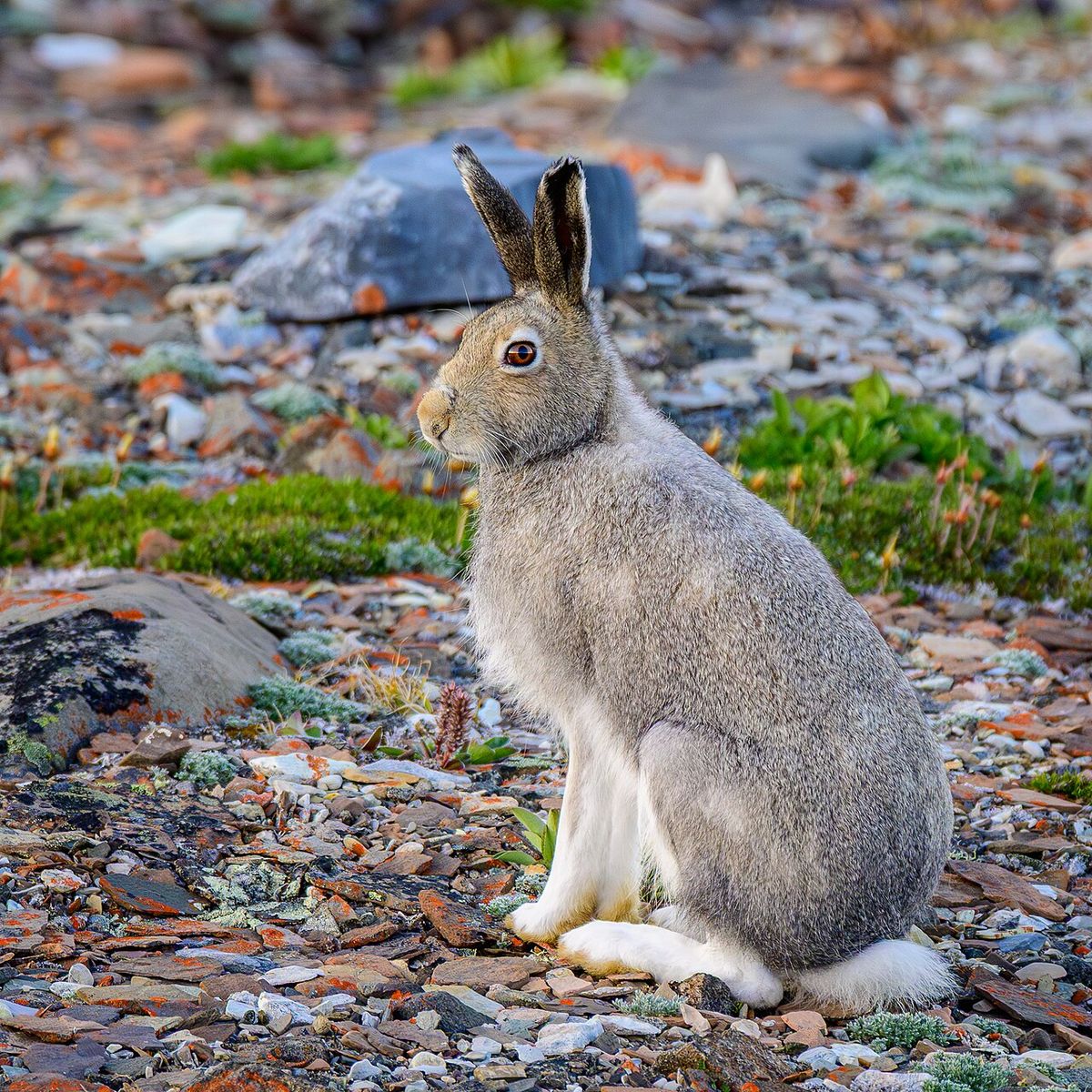 Arctic Hare (Lepus arcticus) in Ulukhaktok