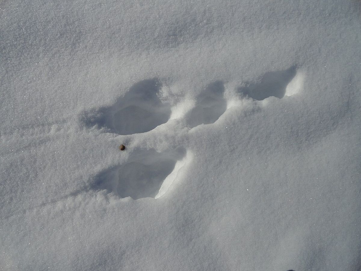 Arctic hare (Lepus arcticus) tracks