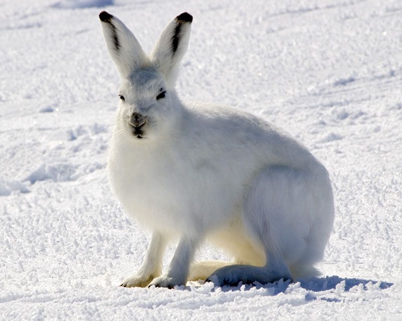 Arctic hare