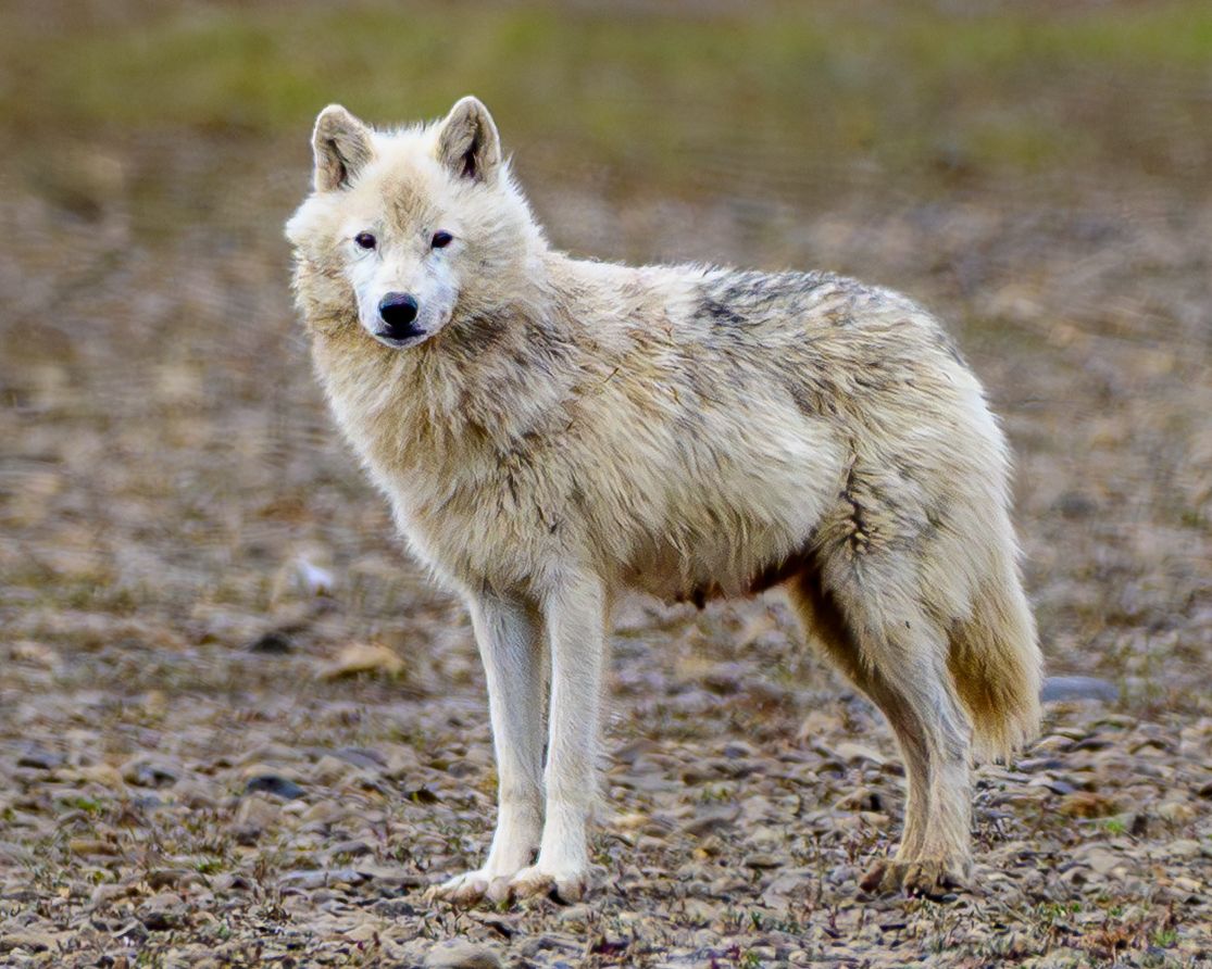 Arctic wolf