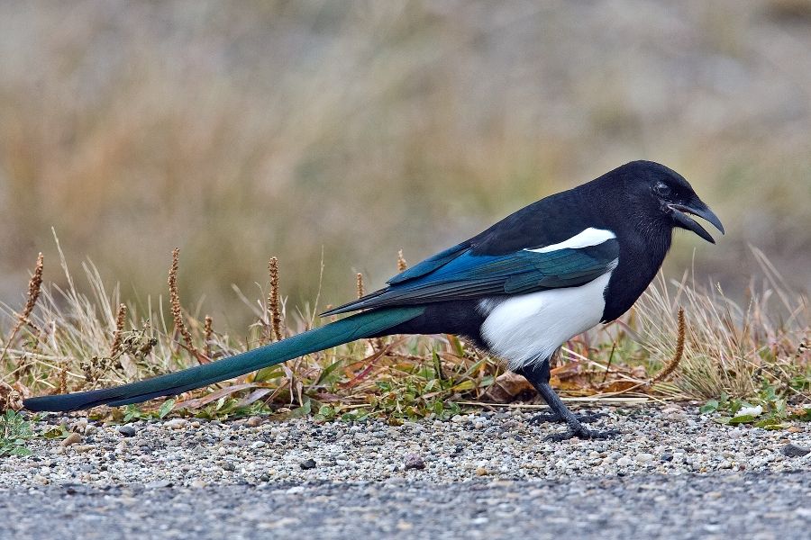 Black-billed Magpie, Yellowhead Highway, North of Jasper, Alberta