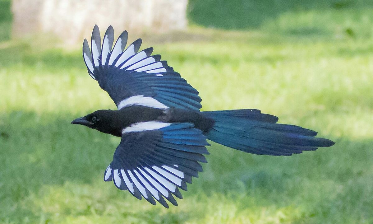 Black-billed Magpie in flight