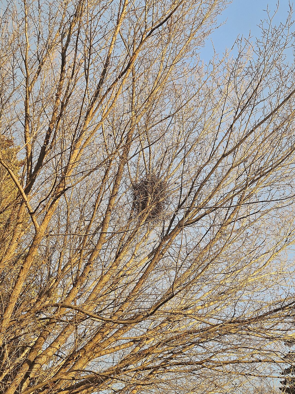 Black-billed Magpie nest