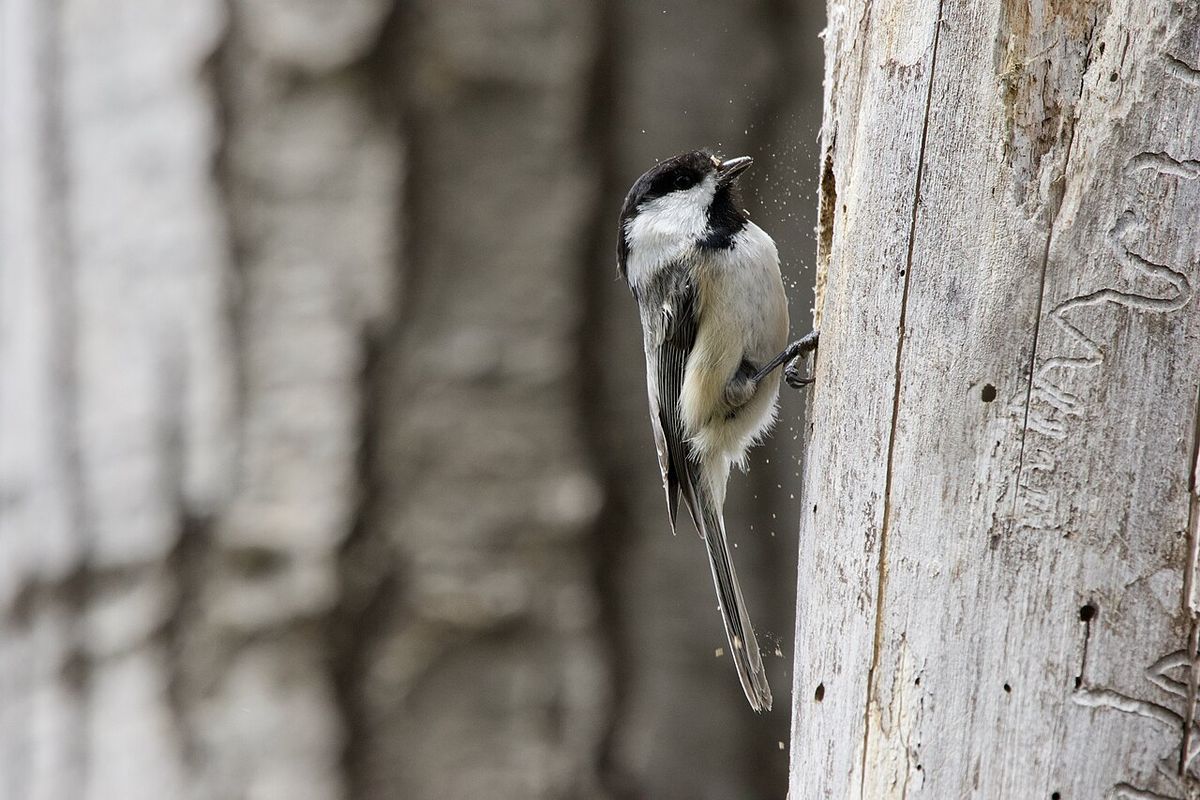 A Black-capped Chickadee (Poecile atricapillus) excavates a nest cavity in a dead tree at the Quarry Road Recreation Area in Waterville, Mai