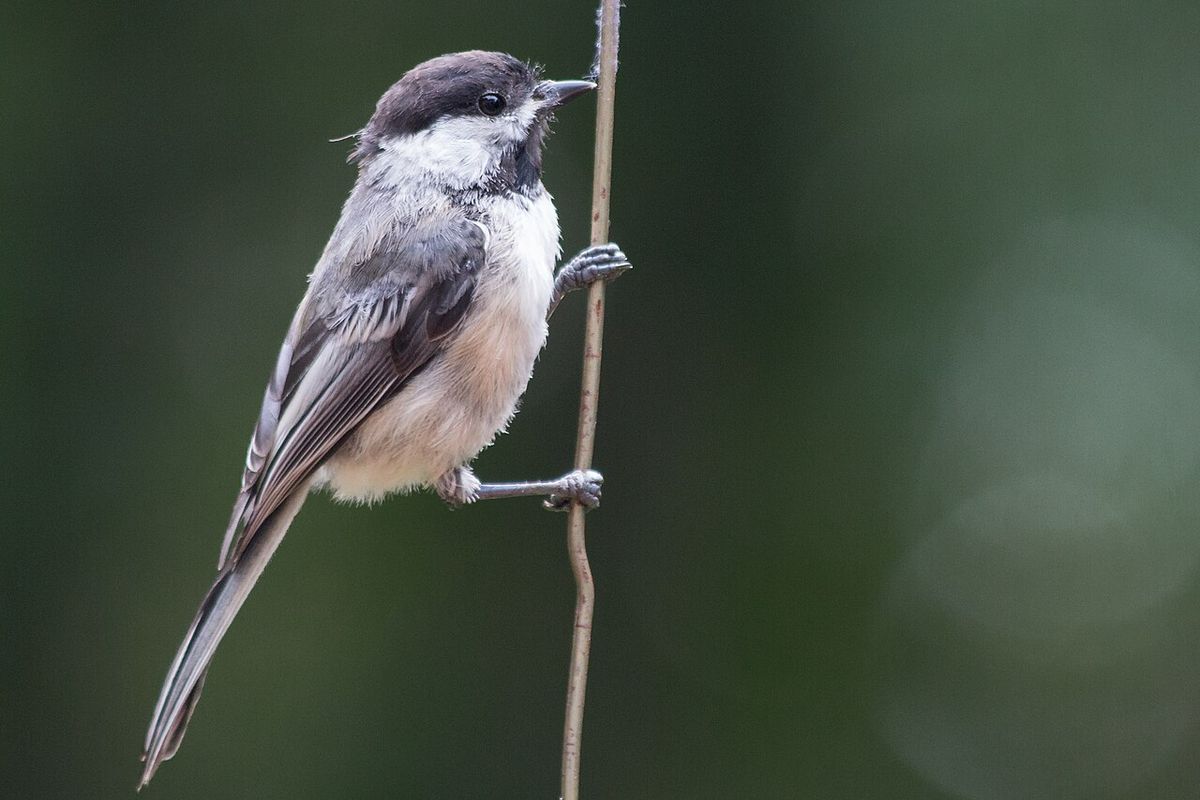 Photograph of a Black-capped Chickadee clinging to a wire.