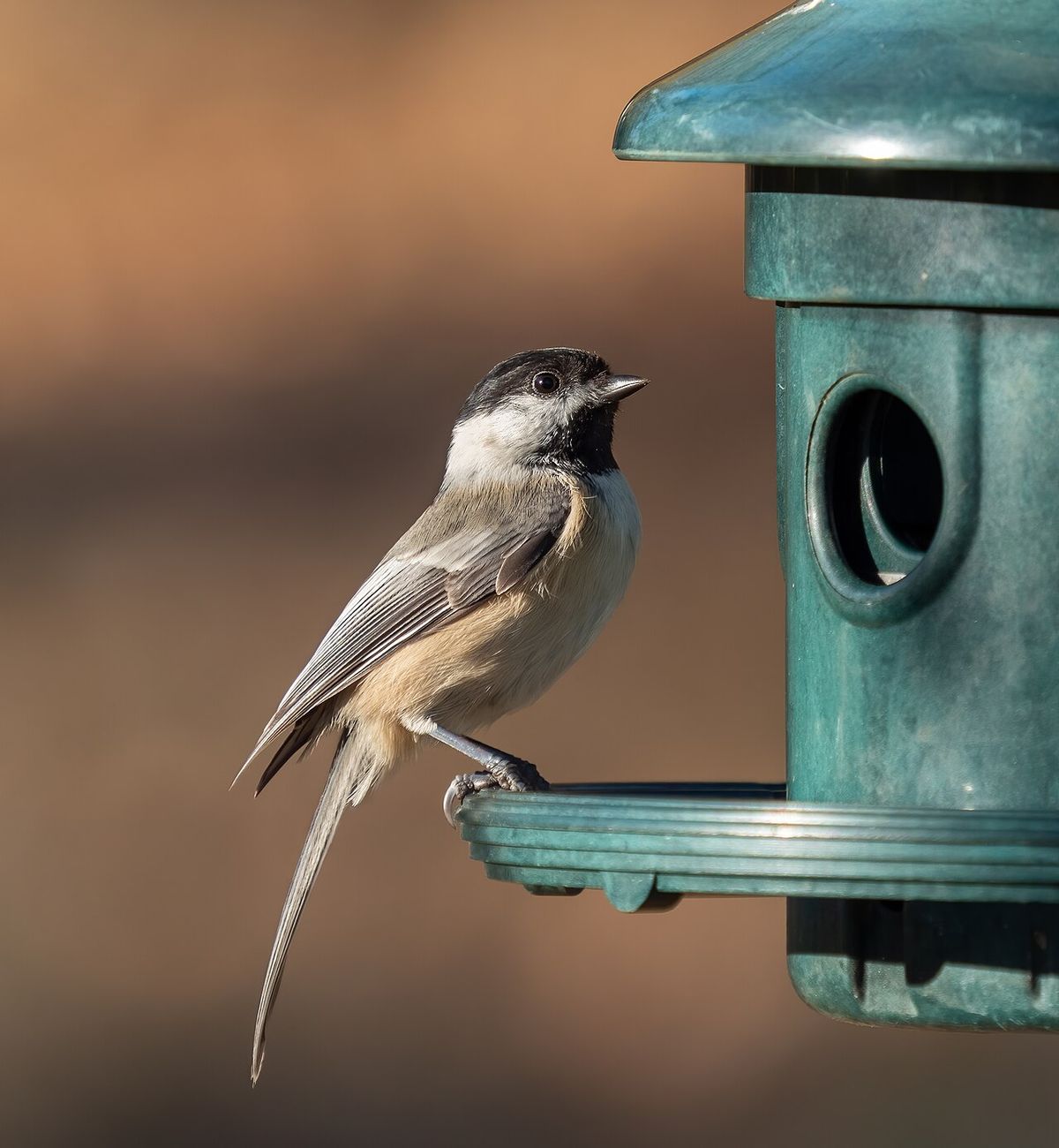 Black-capped chickadee at a feeder in Green-Wood Cemetery