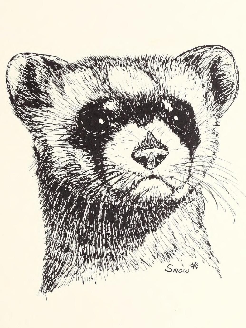 Rept. no. 2. Black-footed ferret, Mustela nigripes Bibliography: p. 21-23 Subjects: Black-footed Ferret; Endangered species