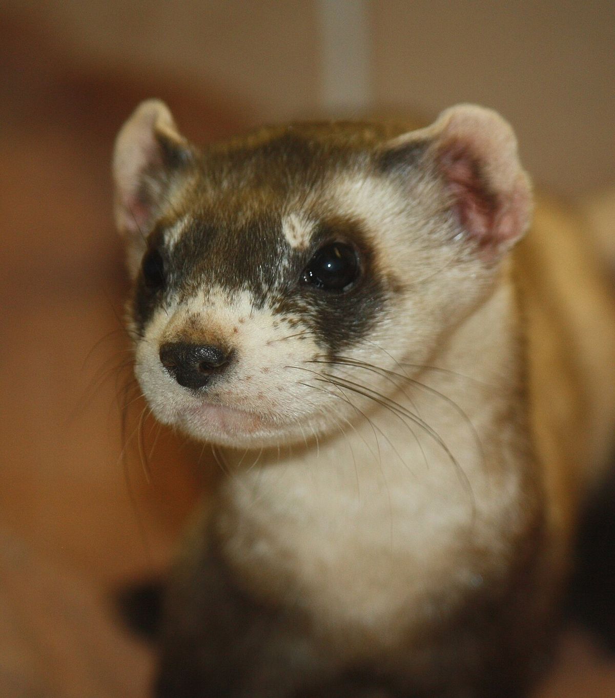 Black-footed Ferret Mustela nigripes at Louisville Zoo